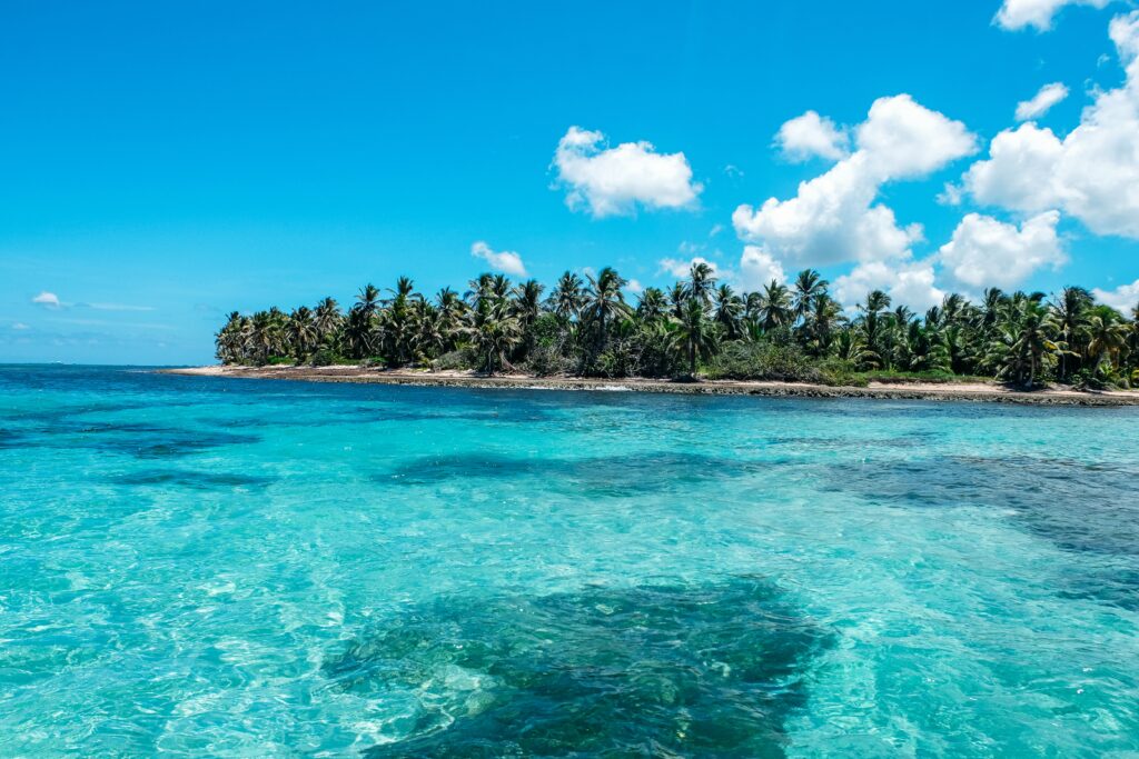 blue water and trees on beach
